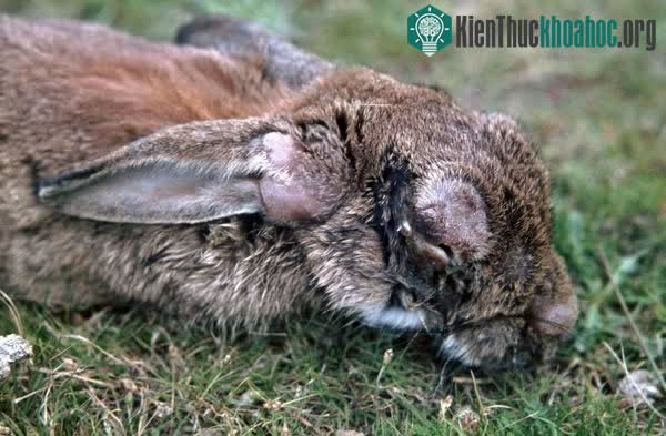 Một con thỏ chết vì bệnh đậu mùa thỏ, với các nốt sưng chứa đầy virus ở tai.