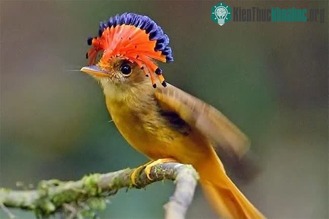 Chim bắt ruồi Hoàng gia Amazonian