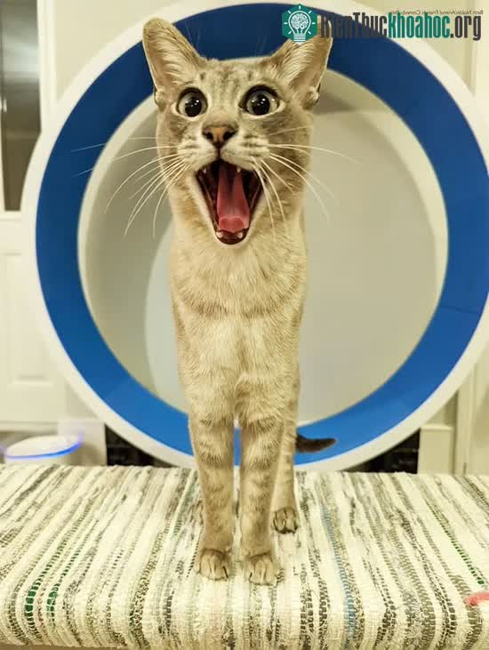 Biểu cảm vô cùng kinh ngạc của một chú mèo khiến chúng ta phải bật cười.