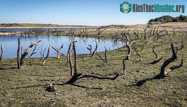 Xác nhiều cây cổ thụ phát lộ tại hồ chứa Colliford Lake ở Cornwall, Anh.