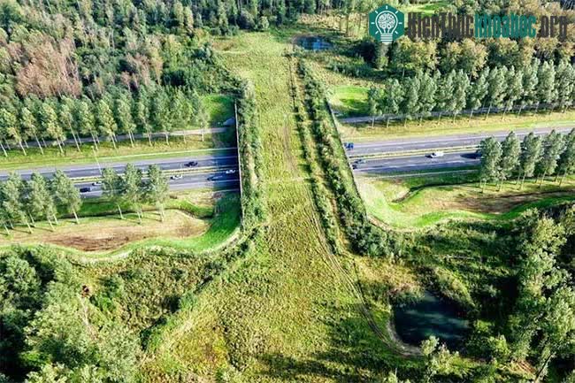 Cầu cho động vật ở North Brabant, Hà Lan