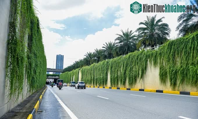 Cây cúc tần Ấn Độ được nhiều người chơi cây lựa chọn để trồng