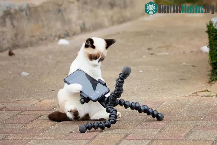 Mèo thời công nghệ.