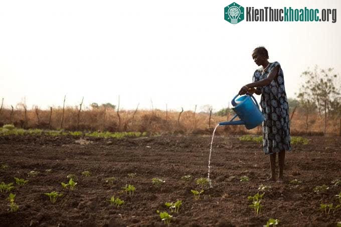 Nam Sudan đã trải qua đợt hạn hán khắc nghiệt.