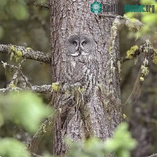 Hình ảnh chim cú lẫn vào màu vỏ cây.&nbsp;