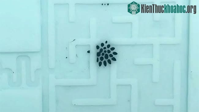 Robot ferrofluidic tự tách thành các phiên bản nhỏ của chính nó.