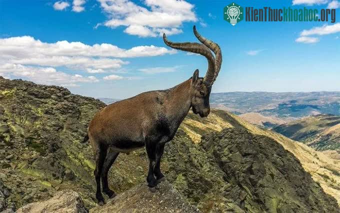 Dê núi Pyrenean ibex.