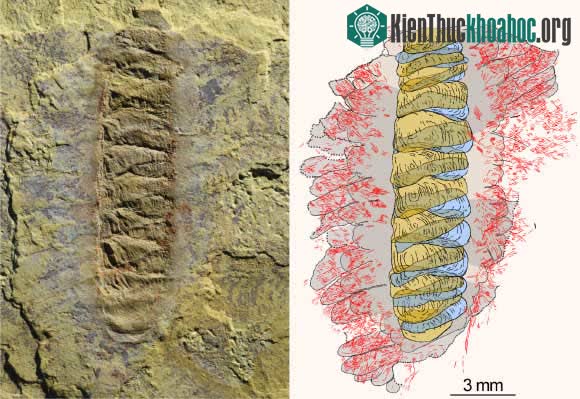 Bức "phù điêu" tự nhiên trên một tảng đá ở Trung Quốc