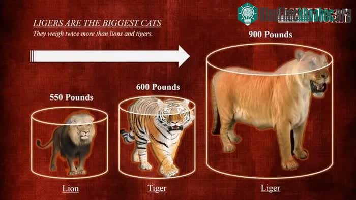 Theo các chuyên gia thú y, liger là loài thú được lai giữa sư tử đực và hổ cái.