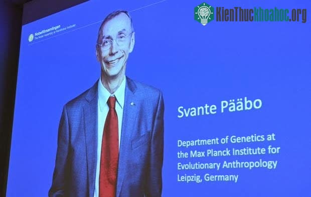Tên của nhà khoa học Svante Pääbo được Ủy ban Nobel thông tin chiều 3/10.