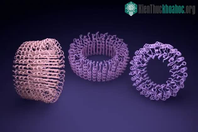 Protein là thành phần cần thiết cho sự sống của tế bào.