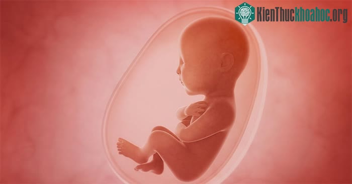 Nghiên cứu mới cho thấy, thai nhi đã&nbsp;có thể phản ứng với mùi vị từ trước khi chào đời.