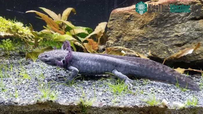 Axolotl, còn được gọi là Ambystoma mexicanum