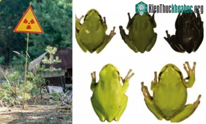 Phóng xạ Chernobyl tạo ra ếch đột biến màu đen ảnh 0