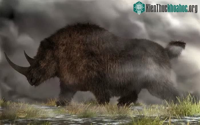 Tê giác lông cừu (Coelodonta antiquitatis) trông rất giống tê giác ngày nay.