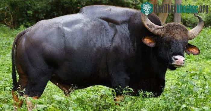Gaur được tìm thấy trên khắp lục địa Nam và Đông Nam Á