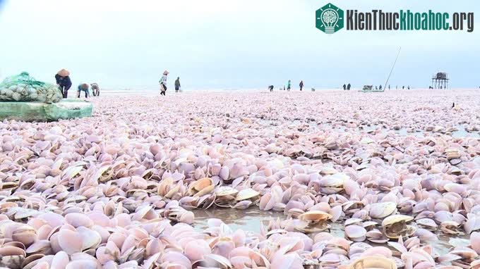 Những con ngao dạt vào bờ biển xã Giao Hải, huyện Giao Thủy, tỉnh Nam Định