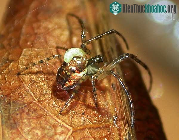 Loài ong Zatypota đã đẻ trứng bên trong thân của loài nhện Anelosimus eximius.