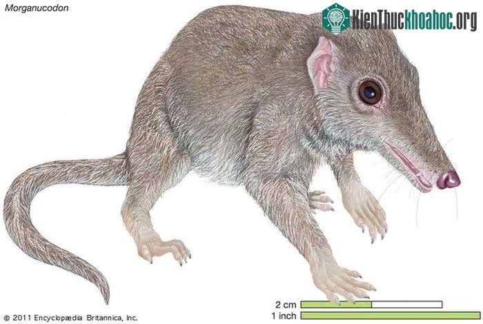 Morganucodontids