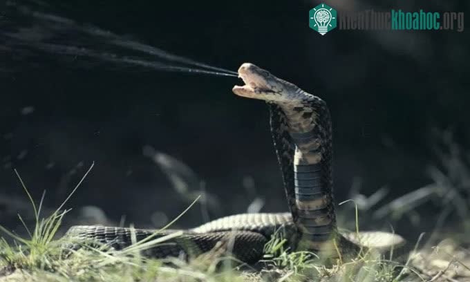 Rắn hổ mang phun nọc Mozambique có nọc độc chứa độc tố tế bào.