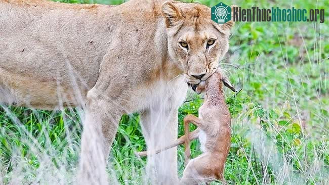 Bé linh dương thứ hai đã có một màn chống trả cực kỳ dũng cảm