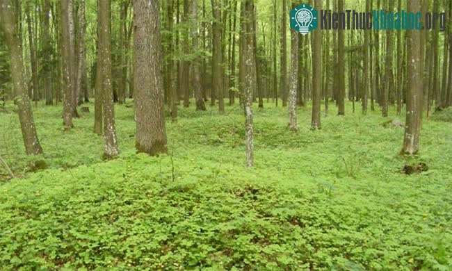 Rừng nguyên sinh Białowieża ở Ba Lan.