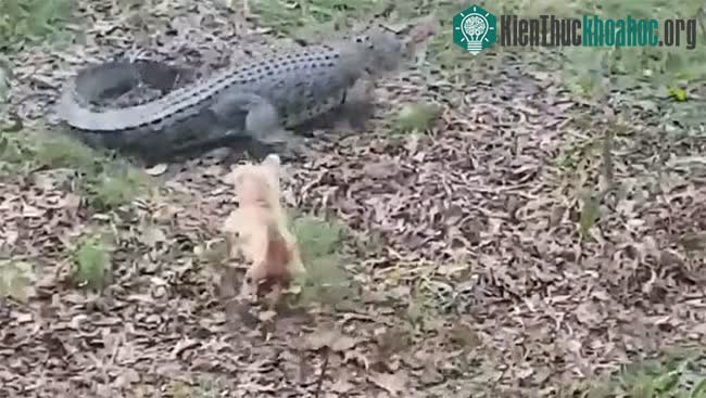 Con chó nhỏ bất ngờ lao tới cắn vào đuôi kẻ săn mồi.
