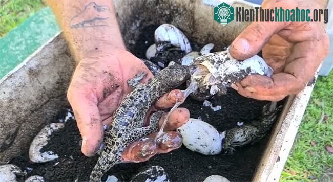 &nbsp;Khí hậu ấm lên làm thay đổi tỷ lệ giới tính của cá sấu con, đặt ra một mối đe dọa mới.