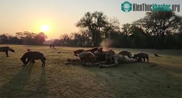 Bầy linh cẩu thành công xua đuổi sư tử và độc chiếm xác hươu cao cổ.