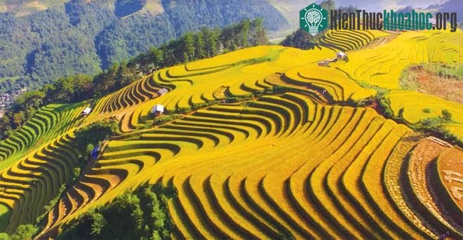Ruộng bậc thang
