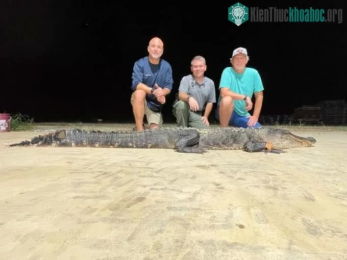 Hai anh em Richie (trái) và Jim Denson (phải) chụp ảnh cùng chuyên gia cá sấu Ricky Flynt