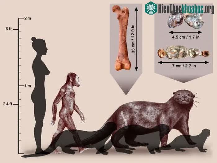 Chân dung rái cá "quái vật" và người vượn Phương Nam