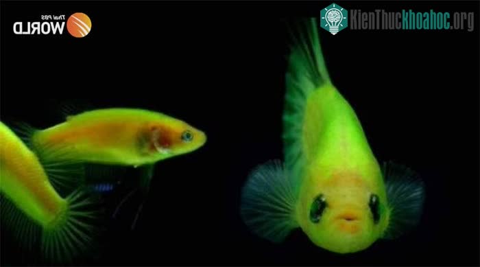 Cá huỳnh quang biến đổi gene