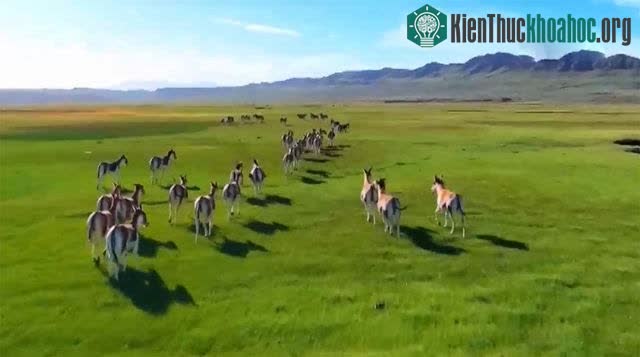 Gần một trăm con lừa hoang dã Tây Tạng tụ tập với nhau
