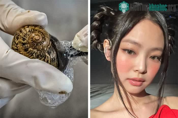 Phụ nữ Hàn Quốc rất chuộng các món mỹ phẩm chứa tinh chất ốc sên.
