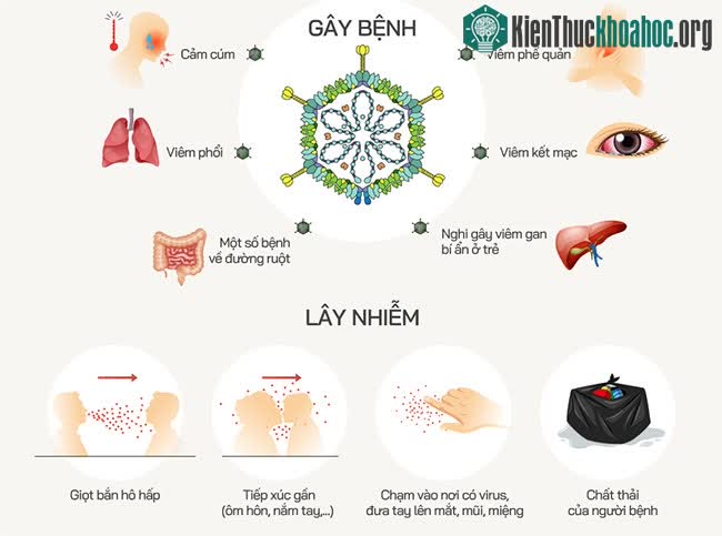 Adenovirus lây truyền qua đường hô hấp