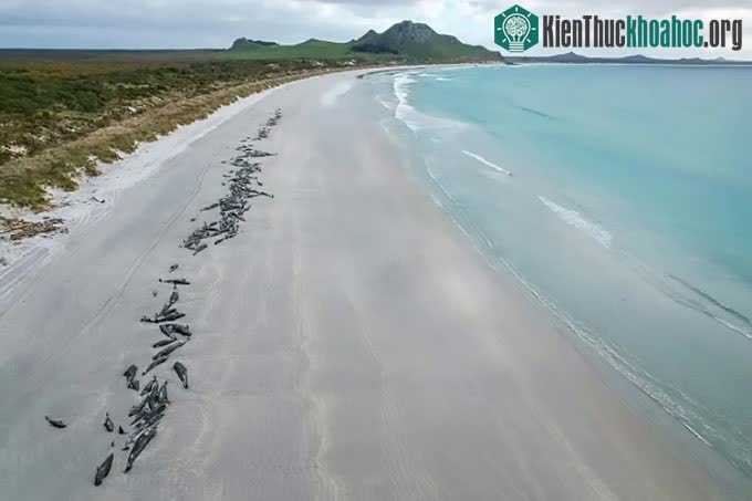 Cá voi hoa tiêu chết hàng loạt trên quần đảo Chatham.