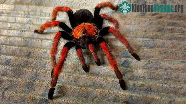 Nhện tarantula có nọc độc và lông có thể gây dị ứng cho những người nhạy cảm.