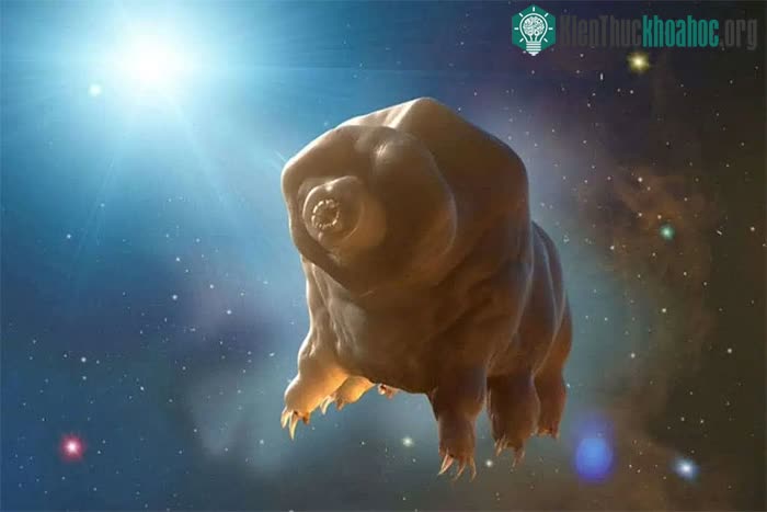 Tardigrades trong không gian giữa các vì sao