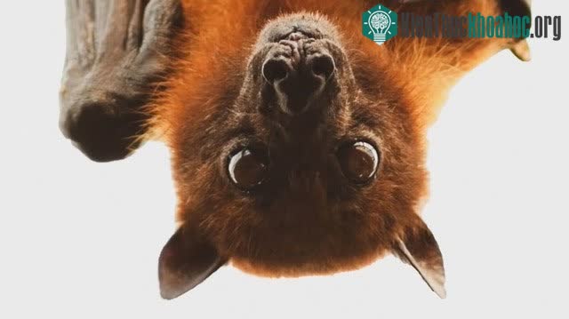 Loài dơi sống hầu như ở khắp mọi nơi ở Mỹ và nhiều nơi khác trên thế giới.