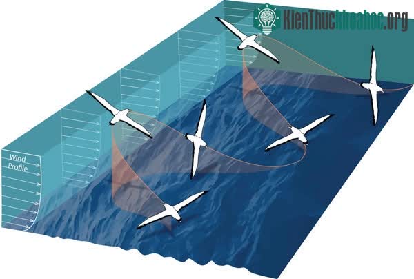 Cách bay của chim hải âu.