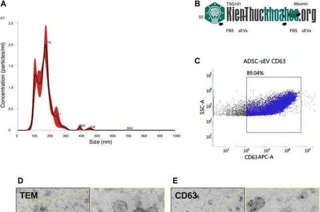 Các phân tích quá trình lão hóa của chuột sau khi tiêm túi ngoại bào Evs vào trong cơ thể chuột già.