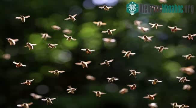 Đàn ong tạo ra lượng điện trong không khí nhiều như một cơn giông.&nbsp;