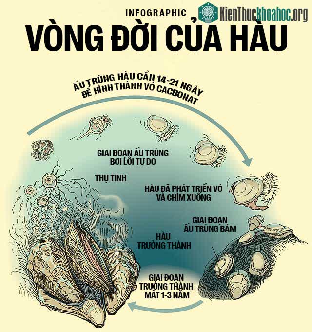 Vòng đời của hàu
