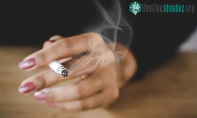 Vi khuẩn B. xylanisolvens có thể phân hủy nicotine, thành phần độc hại trong thuốc lá.