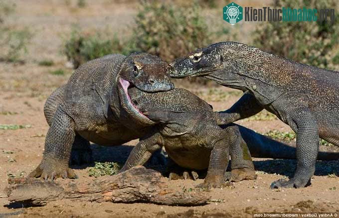 Bức ảnh con rồng Komodo như đang ngoạm lấy đầu của đồng loại. (
