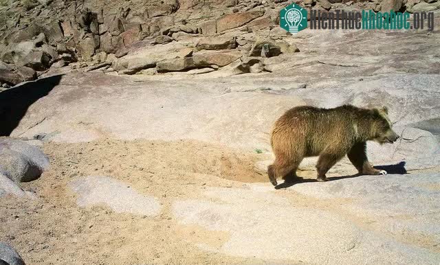Gấu Gobi