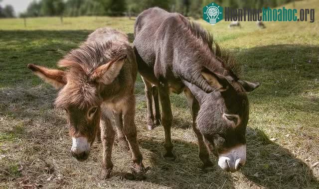 Tiếng kêu to và kéo dài của lừa có thể lên tới 20 giây và vang xa tới 3km