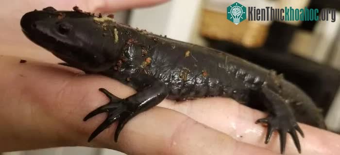 Kỳ giông axolotl có thể đột ngột biến từ động vật sống dưới nước thành sinh vật trên đất liền? ảnh 1
