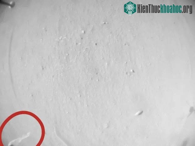 Vật thể trông giống giấy vệ sinh đã được phát hiện trên "hành tinh đỏ".